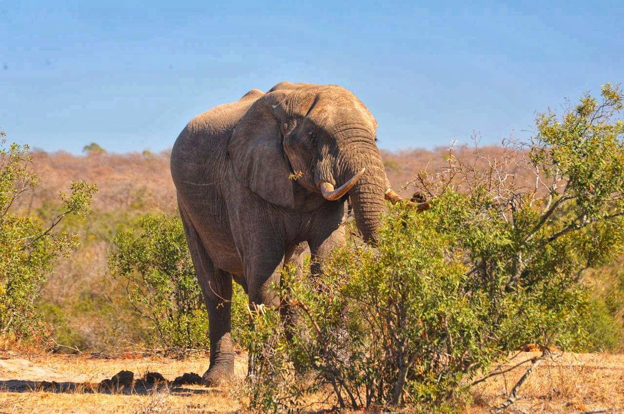 Kruger National Park